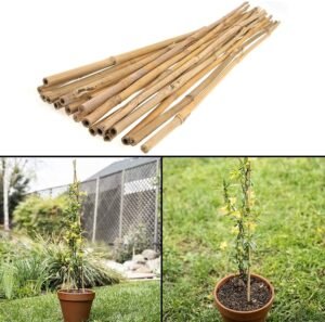 20 x 6FT Bamboo Canes | Luxe Chelsea Living Garden Essentials - Image 3