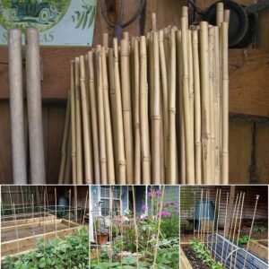 20 x 6FT Bamboo Canes | Luxe Chelsea Living Garden Essentials - Image 7