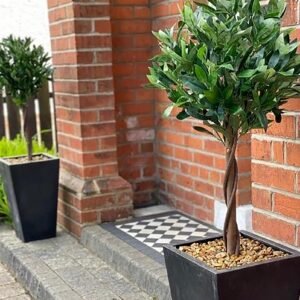 Bay Laurel Ball Trees
